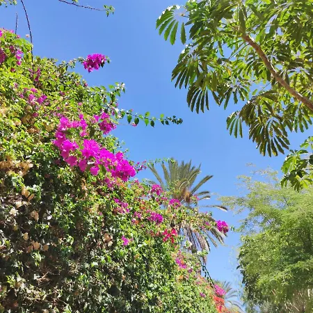 Zinnia * Playa Blanca (Lanzarote)