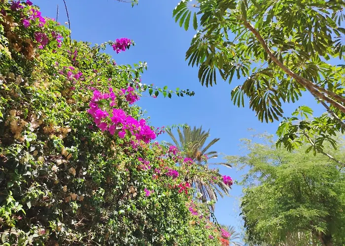 Zinnia * 普拉亚布兰卡